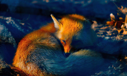 Firefox 1, 2, 3 c’est presque parti!